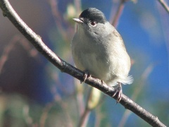 20160311 Blackcap